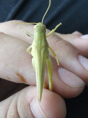 Melanoplus packardii