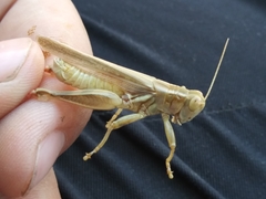 Melanoplus packardii