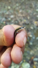 Diploglossidae
