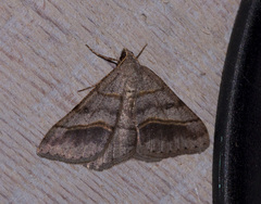 Digrammia neptaria