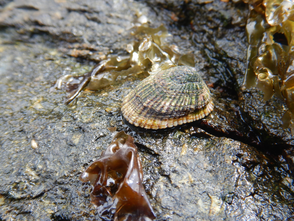 Lesson's False Limpet