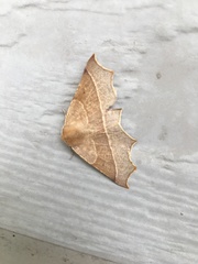 Tetracis cervinaria