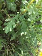 Senecio squalidus rupestris