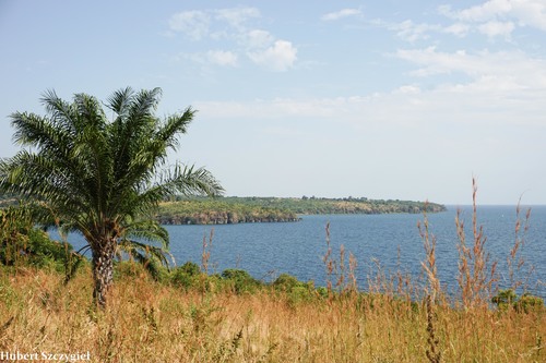 African oil palm