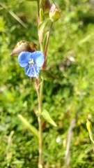Commelina dianthifolia