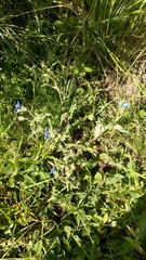 Commelina dianthifolia