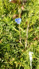 Commelina dianthifolia