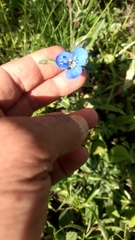 Commelina dianthifolia