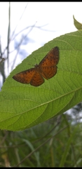 Parvospila lucianus