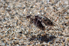 Ellipsoptera puritana