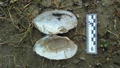 Anodontites trapesialis