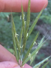 Bromus carinatus