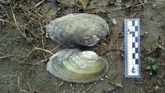 Anodontites trapesialis