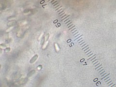 Protubera parvispora