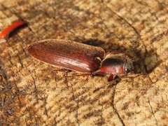 Acteniceromorphus volitans