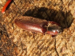 Acteniceromorphus volitans