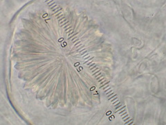 Protubera parvispora