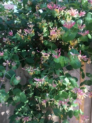 Lonicera caprifolium