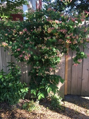 Lonicera caprifolium