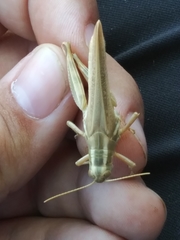 Melanoplus packardii