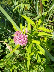Asclepias incarnata