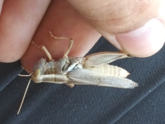 Melanoplus packardii