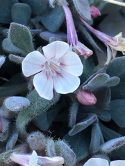 Collomia debilis