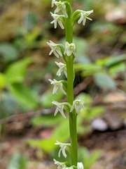 Platanthera ephemerantha