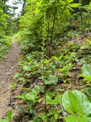 Platanthera ephemerantha