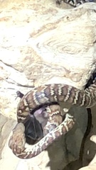 Chilabothrus striatus