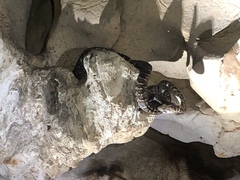 Chilabothrus striatus