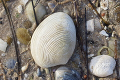 Katelysia rhytiphora