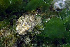 Myoxocephalus polyacanthocephalus