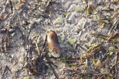 Xenostrobus inconstans