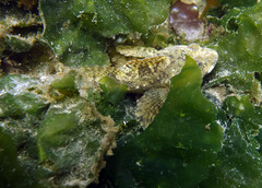 Myoxocephalus polyacanthocephalus