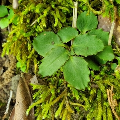 Micranthes virginiensis