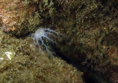 Eupentacta quinquesemita