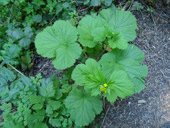 Geum macrophyllum macrophyllum