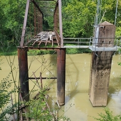 Micranthes virginiensis