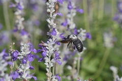 Xylocopa phalothorax