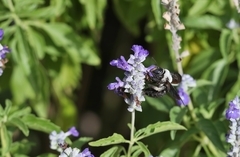 Xylocopa phalothorax