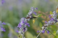 Xylocopa phalothorax