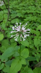 Valeriana pauciflora