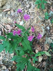 Vernonia greggii