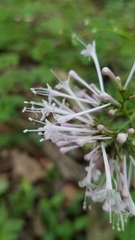 Valeriana pauciflora