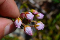 Phyllodoce × intermedia