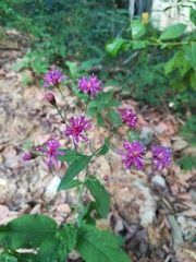 Vernonia greggii