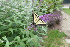 Papilio glaucus