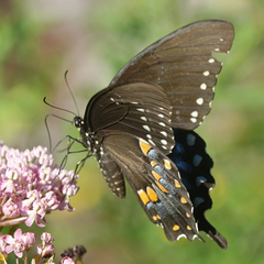 Papilio troilus