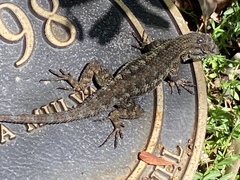 Sceloporus occidentalis
